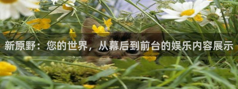 鼎天国际网页入口：新原野：您的世界，从幕后到前台的娱乐内容展示